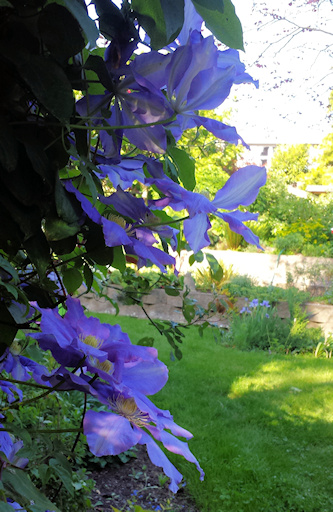 C. 'Will Baron'reverse side &copy;Laura Watson