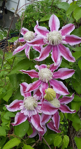 C. 'Evijohill' JOSEPHINE Early Blooms&copy;Laura Watson