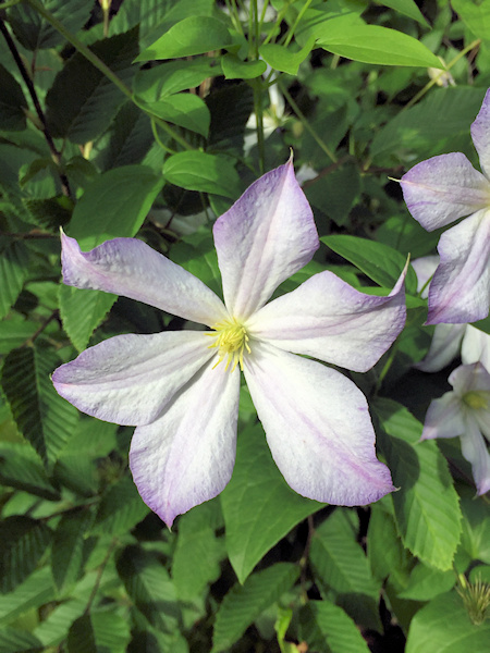 C. 'Dutch Sky'&copy;Jeff Jabco