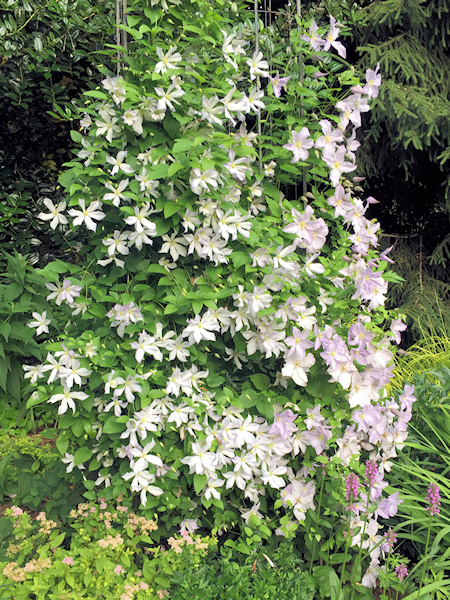 C. 'Dutch Sky'&copy;Jeff Jabco