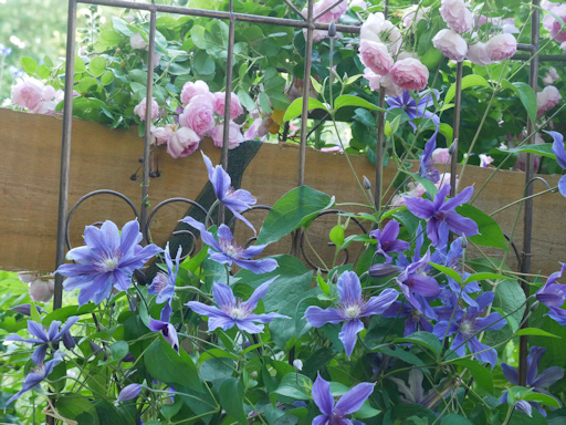 C. 'Miranda' and Rosa 'Jasmina'&copy;Brigitte Niemela