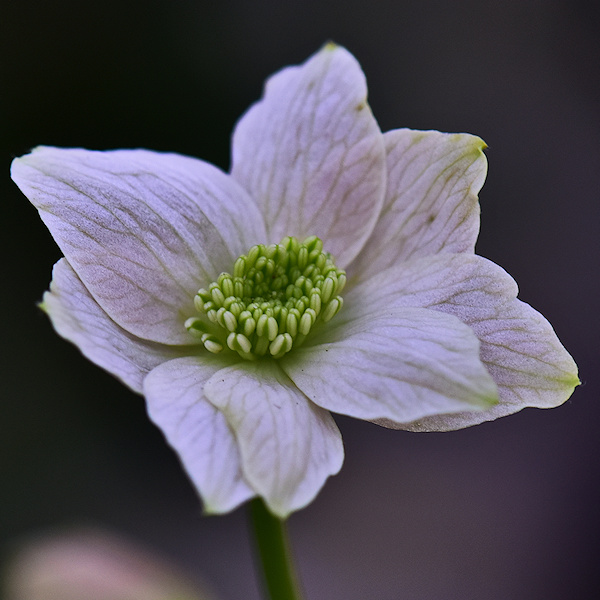 C. acerifolia©Ton Hannink C. acerifolia©Ton Hannink