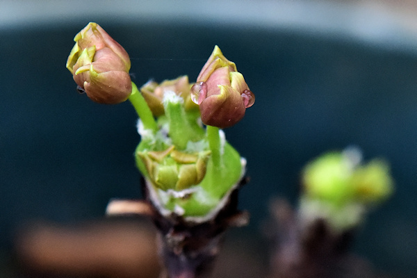 C. acerifolia&copy;Ton Hannink