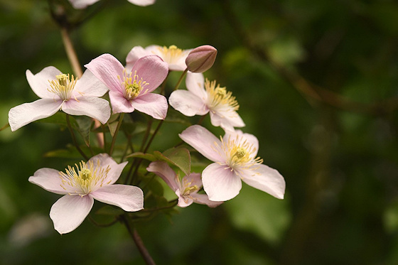 Bud, opening and wide open flowers&copy;Russell Sachs