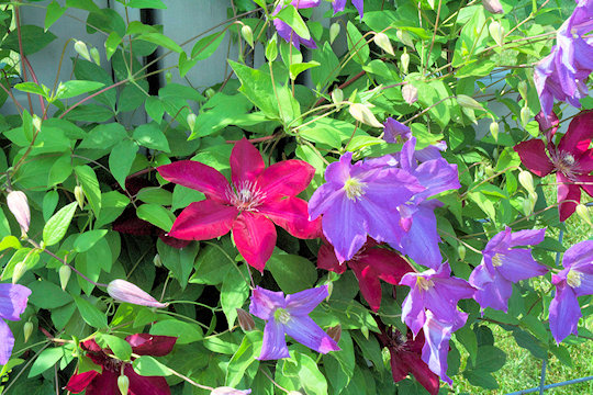 At Longwood Gardens, in the clematis trial area of the 'Idea Garden', C. 'Solidarność' flowered with C. 'Solina' in 2014.
