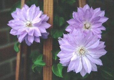Clematis 'Teshio'