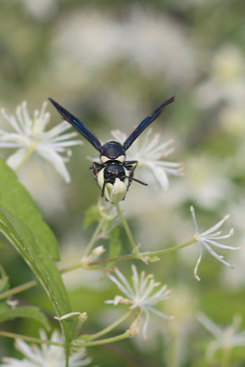 Four-toothed Mason Wasp and C. virginiana&copy;Mia Broder