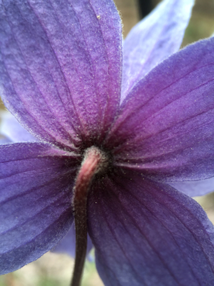 Sepal reverse of C. macropetala 'Mountaindale'&copy;Linda Beutler