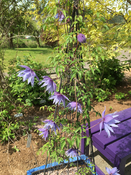 C. macropetala 'Mountaindale'&copy;Linda Beutler