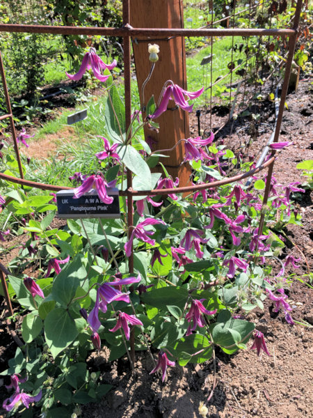 C. 'Pangbourne Pink'&copy;Linda Beutler