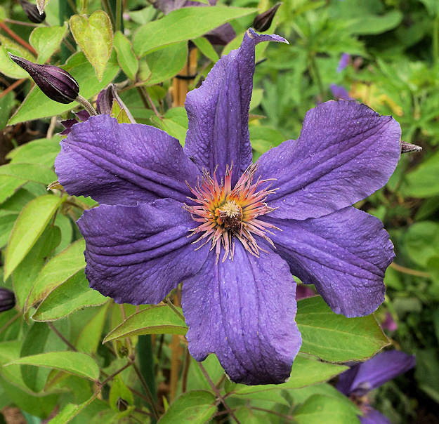 C. 'Cleminov32' SAPHYRA&reg;VIOLETTA&copy;Roy Nunn