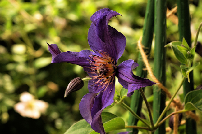 C. 'Cleminov32' SAPHYRA&reg;VIOLETTA&copy;Roy Nunn