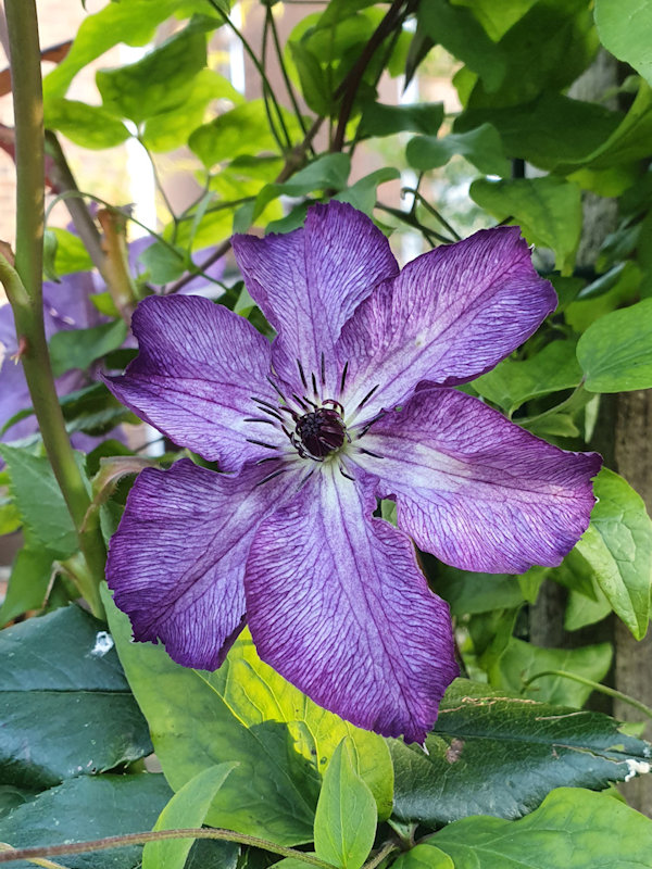 C. ‘Zo09088' SUPER NOVA showing paler central bar which shows of the purple anthers well