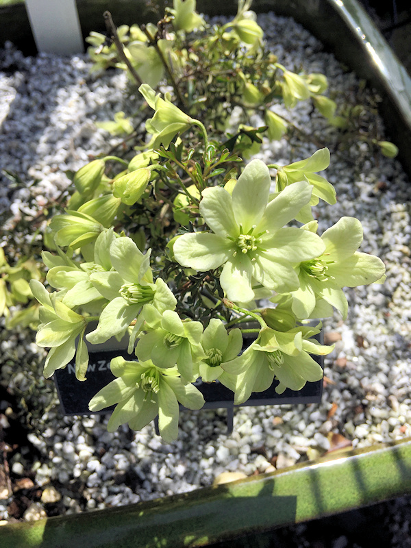 C. 'Pixie' taken in 2018