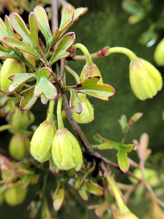 C. 'Pixie', flower buds opening