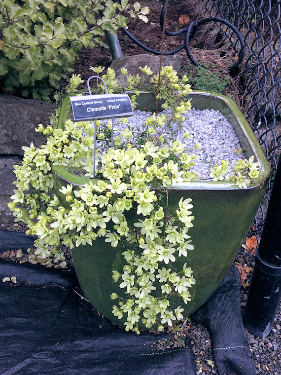 C. 'Pixie' makes a wonderful display in a pot