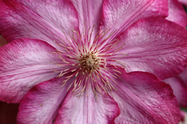 The veining and stamens drag your eyes into the centre