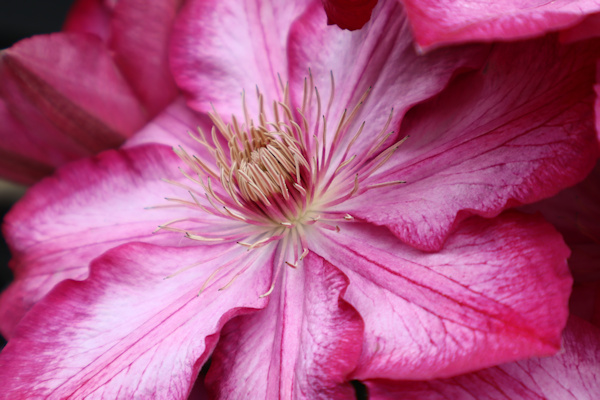 The veining and stamens drag your eyes into the centre