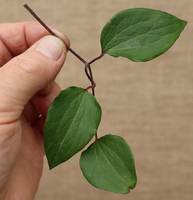 Ternate leaves with curling petioles and petiolules, medium to dark green