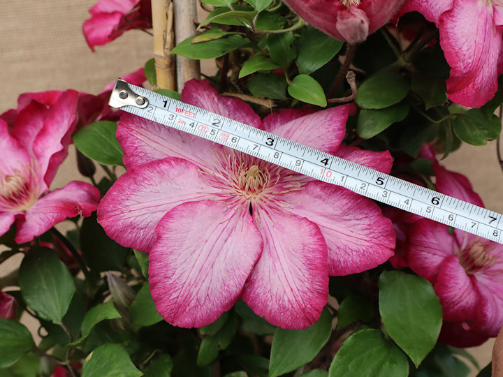 The flowers on stems of the previous year are 10 to 15 cm diameter and usually with 8 tepals