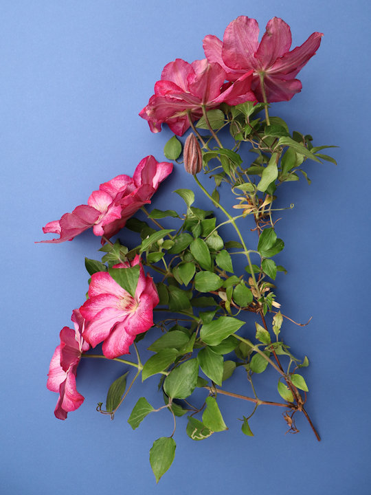 They are terminal on the young shoot with rarely side buds
