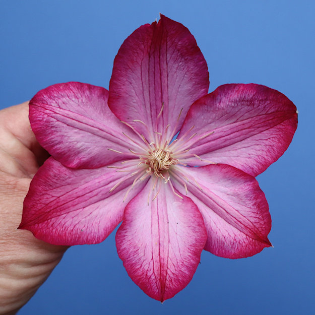 The flowers on young shoots are smaller in diameter and have 6 tepals