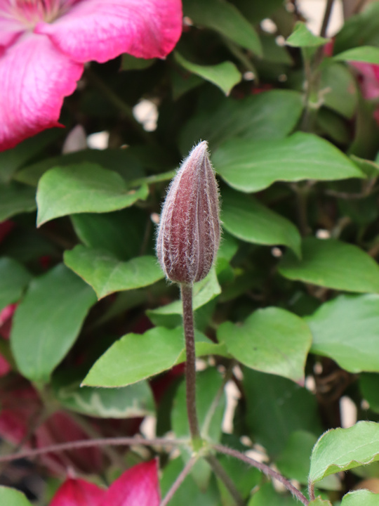 Upright bud