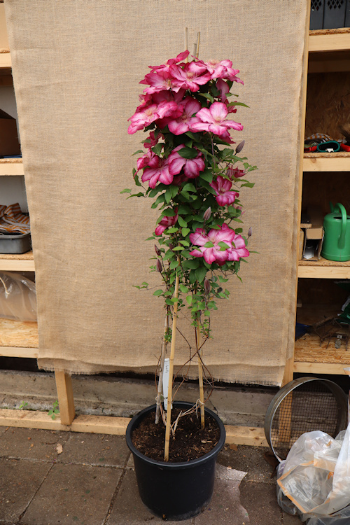 The big plant in my photo studio in my shed