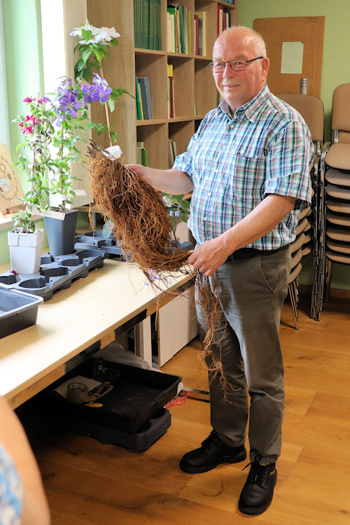 Impressive root system, Unterliezheim Clematis Meeting, September 2025&copy;Ken Woolfenden