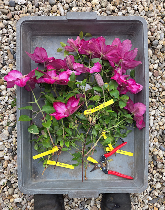 Pruned stems for Wim's herbarium