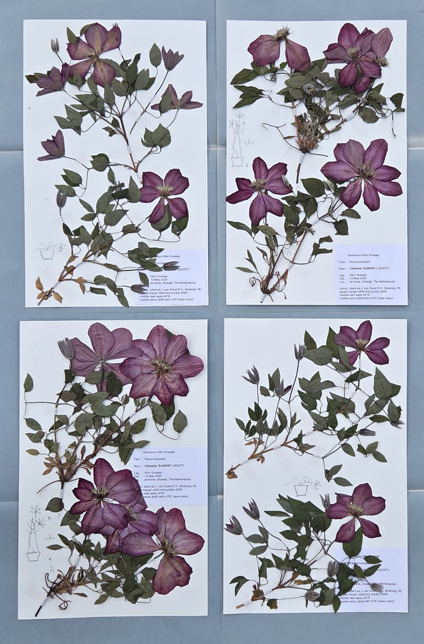 The stems were collected on 12 May 2026 and dried quickly. They were mounted on herbarium paper and a label with information was added. The specimens will be deposited at the RHS Wisley Herbarium, UK, in due course.