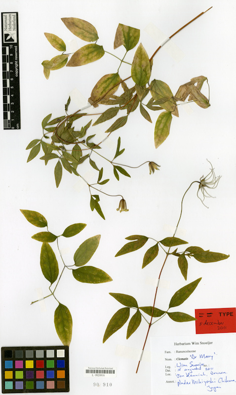 C. 'Dr Mary herbarium specmen'&copy;Wim Snoeijer
