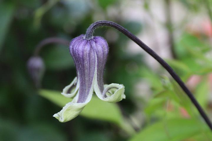 Urn-shaped flower of C. 'Dr Mary'&copy;Wim Snoeijer