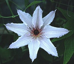 Clematis 'Snow Queen'