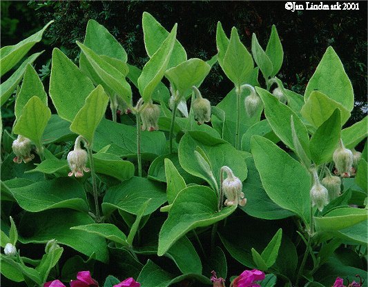 Clematis coactilis&copy;J.Lindmark