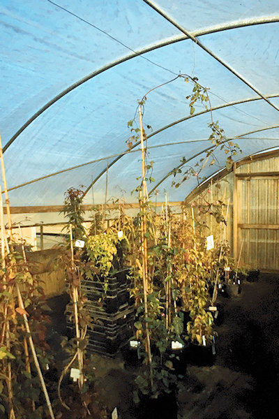 C. ranunculoides at Gutmann's Nursery in October 2005&copy;Linda Beutler