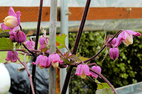 C. ranunculoides in the Rogerson Clematis Collection, the last specimen, taken in 2008.&copy;Linda Beutler