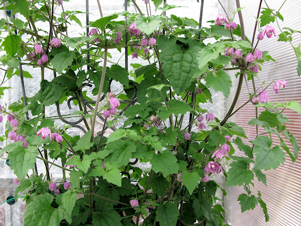 Beautiful C. ranunculoides, flowering mid to late November 2011&copy;Mike Brown